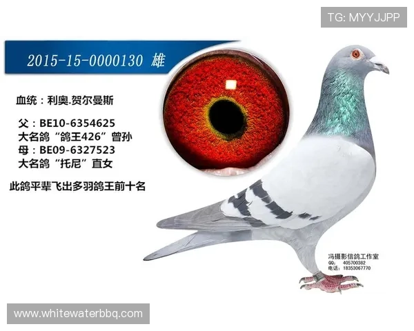 快捷注册指南：提高AG客户端会员注册成功率的实用技巧